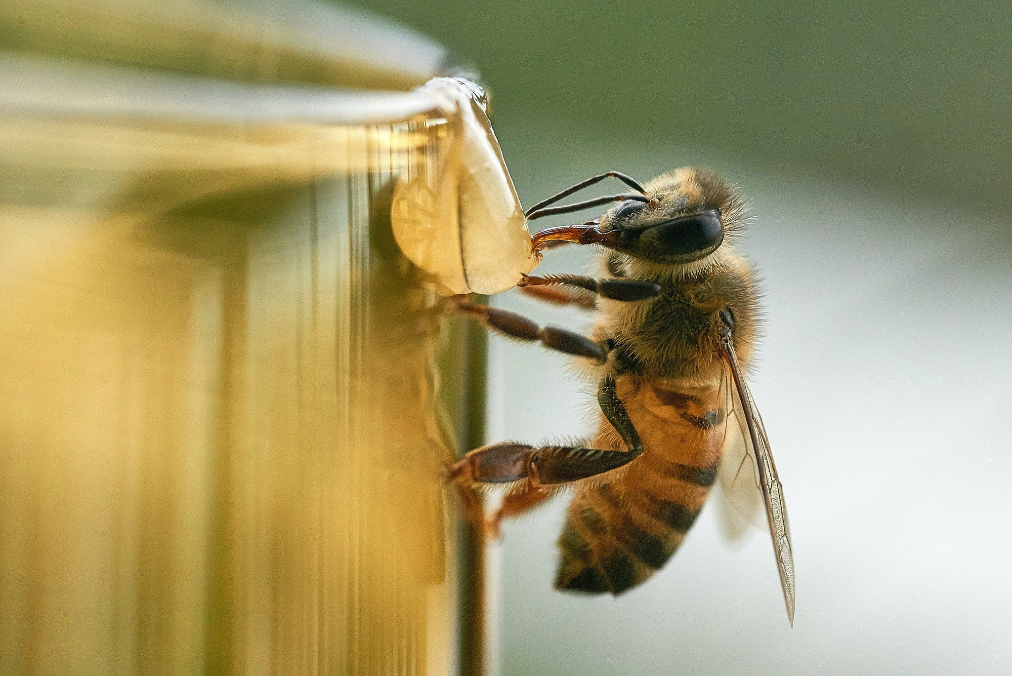 Apissima - Les bienfaits de la ruche
