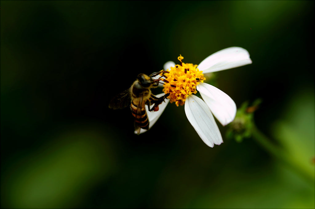 miel-propolis-gelée-royale-français-bio